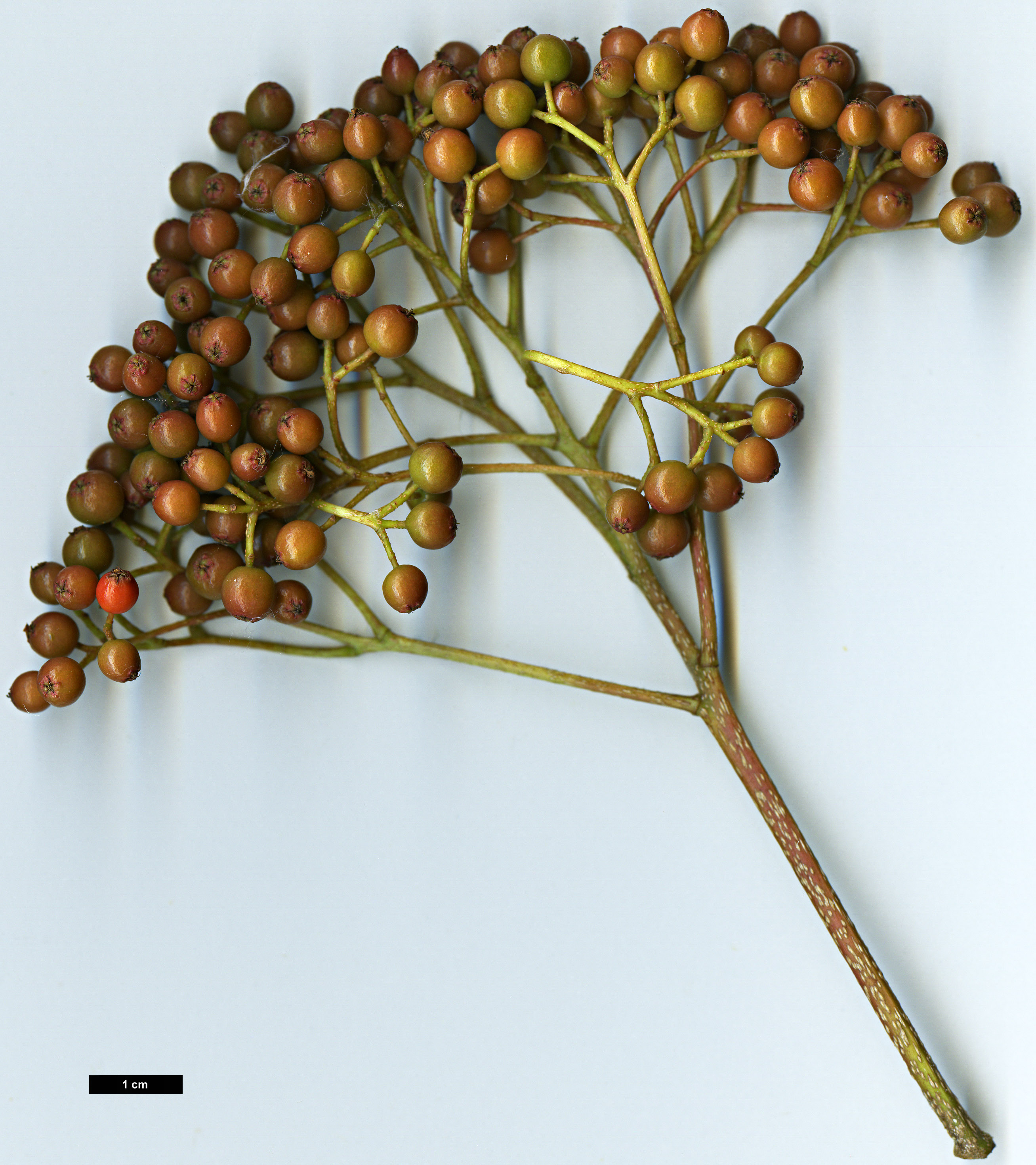 High resolution image: Family: Rosaceae - Genus: Sorbus - Taxon: splendens